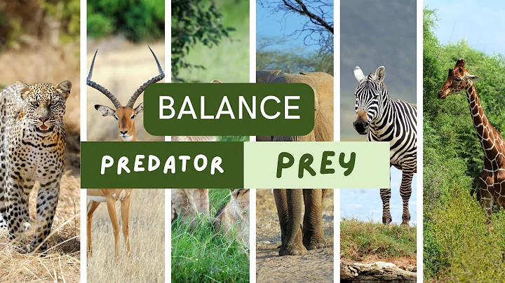 The Balance of Predator and Prey in Nature