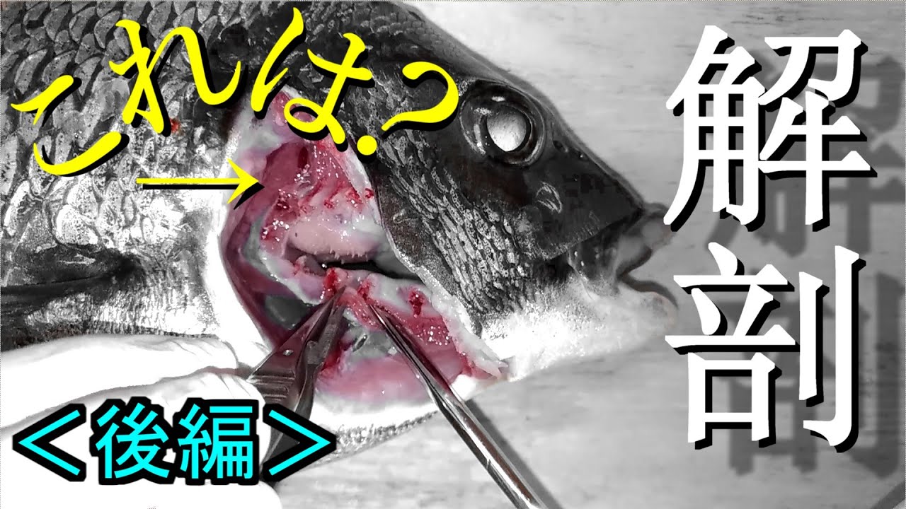 血抜きする人必見 魚の解剖 循環器系 後編 Youtube 血抜きする人必見 魚の解剖 循環器系 後編 Youtube