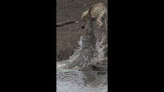 The Crocodile testing the Cheetah&#39;s speed