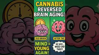 Low-Dose Cannabis Reversed Brain Aging in Mice—Here’s How