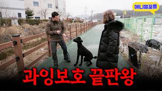 ‘기본 예의부터 배워라’ 미용할 때마다 입질하는 강아지.. 원인은 보호자한테 있었다?ㅣKBS 개는 훌륭하다 240129 방송