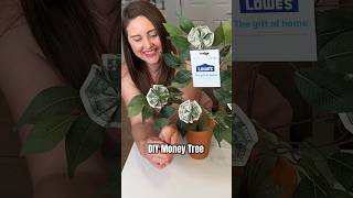 cactus pineapple plant Echeveria pineapple pie Rare Succulent Live Plant Live Succulent Cactus