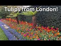 The best  beautifully coloured tulips in london this spring 