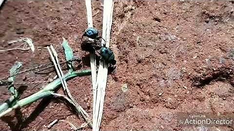 Dung Beetles at Work