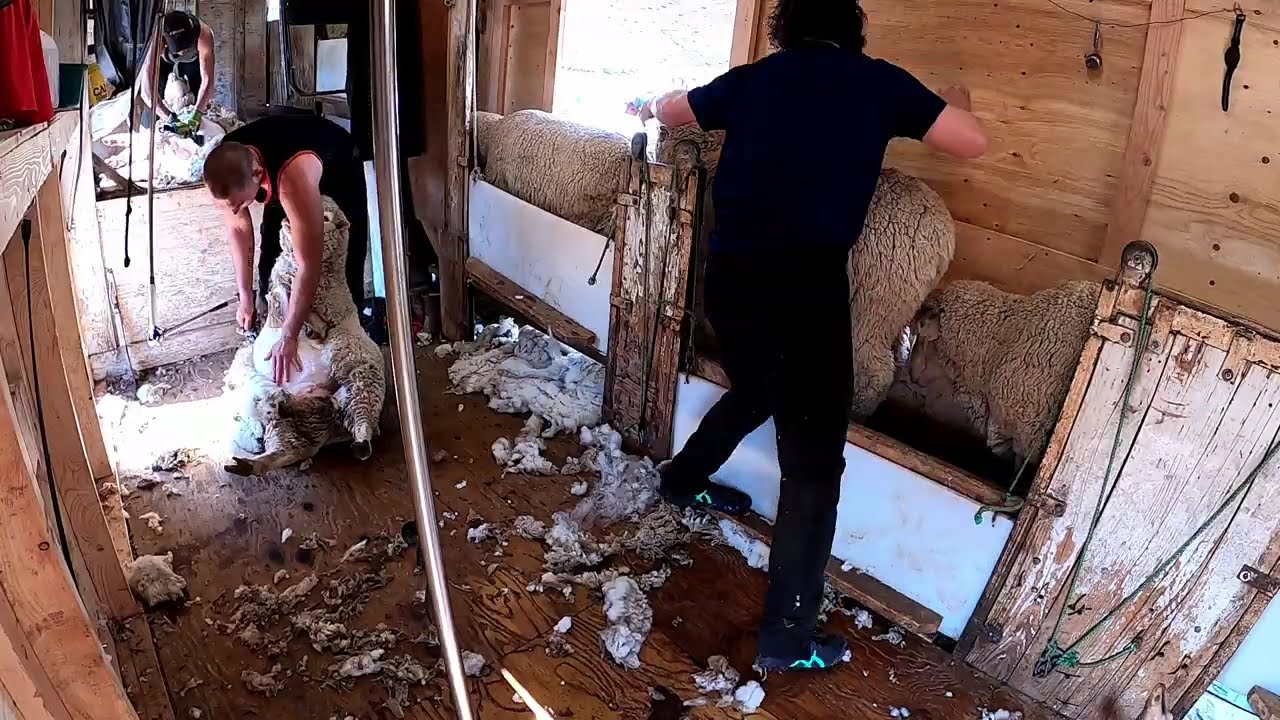 Shearing Run In Colorado USA Winter 2023 (Me Going Hard)