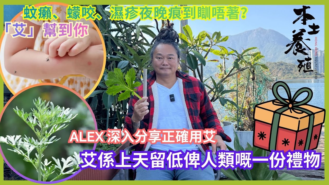 【健康分享】Alex 教你正確用艾｜上天送俾人類嘅天然禮物｜關於艾草，你可能一直用錯 (2025.12.24)
