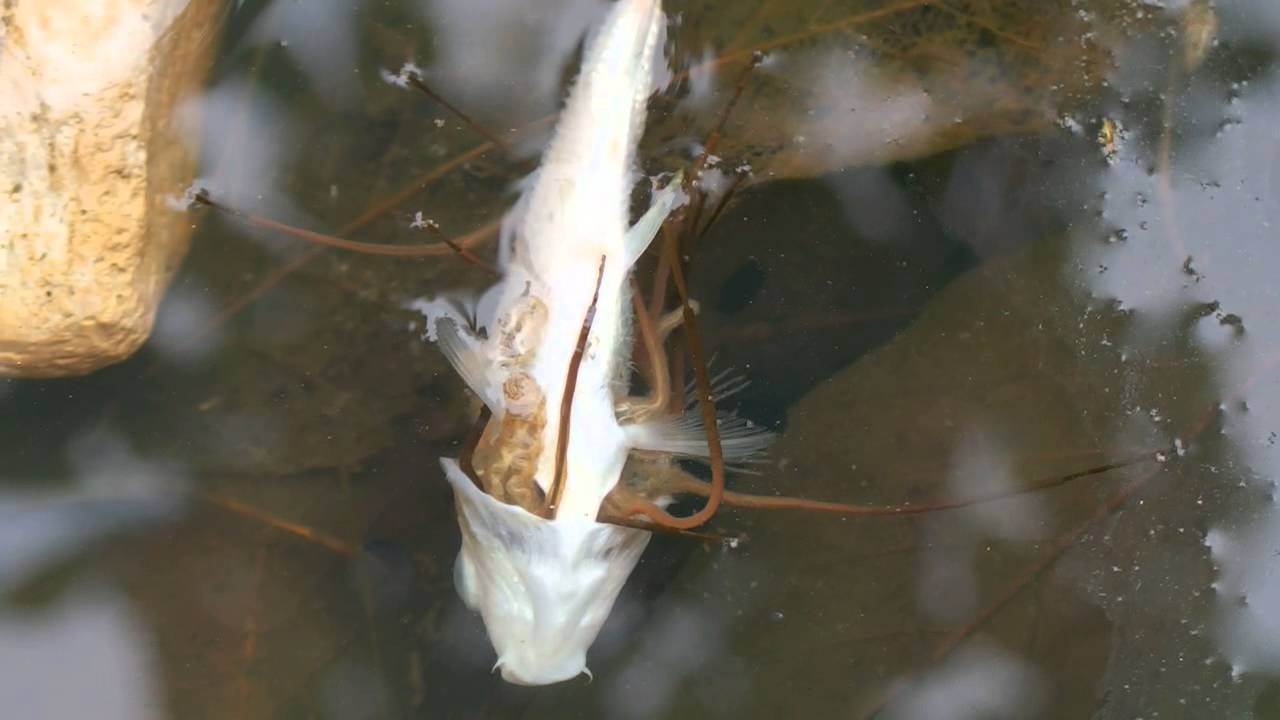 金魚の死体を食べるハナアブの幼虫 Youtube