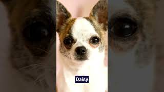 5 Most Popular Girl Dog Names