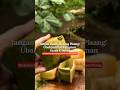 Don't Throw Away Banana Stems! Turn Them Into Free, Thriving Plant Pots #urbanfarming #basil