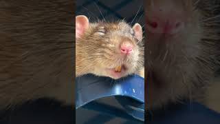 Крыса улыбается во сне. #rat #cute #крыса #милота #прелесть