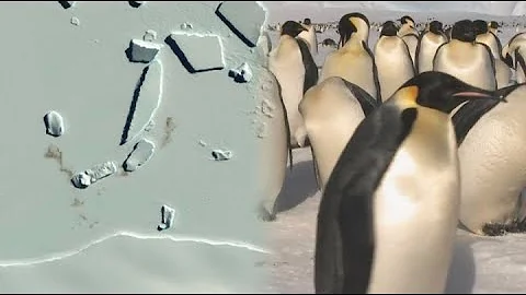 Satellite images of penguin poo reveal good news about the population