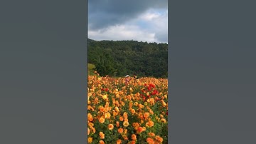 Những tia nắng vàng tựa mật ngọt rót xuống khu vườn thược dược rực rỡ #theflorest #flowers #dalat