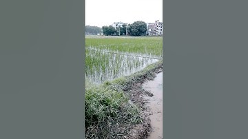 Paddy Cultivation: From Seed to Harvest