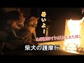 柴犬の護摩行 炎を怖がらないシニア犬