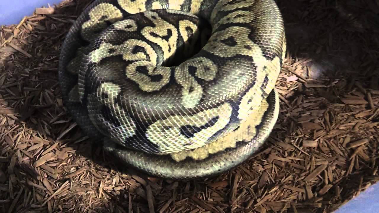update anaconda update anaconda
