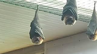 Летучие мыши в зоопарке в Греции.