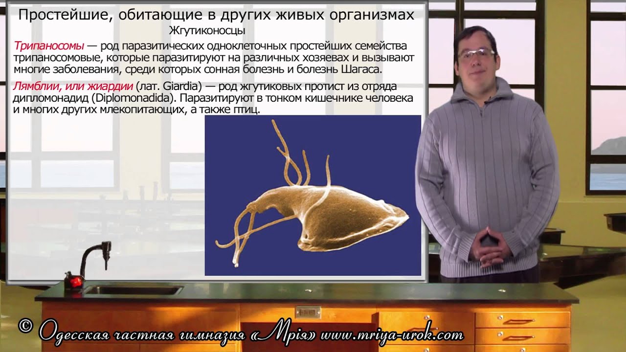 Простейшие обитают только в морской воде. Простейшие обитающие в толстой кишке. струйный организм.