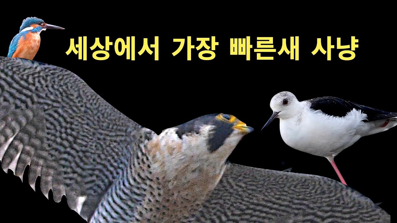 세상에서 가장 빠른 새 사냥 결과는?
