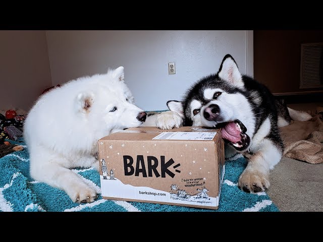 Funny Dogs | BarkShop Haul | Dogs Do The Unboxing