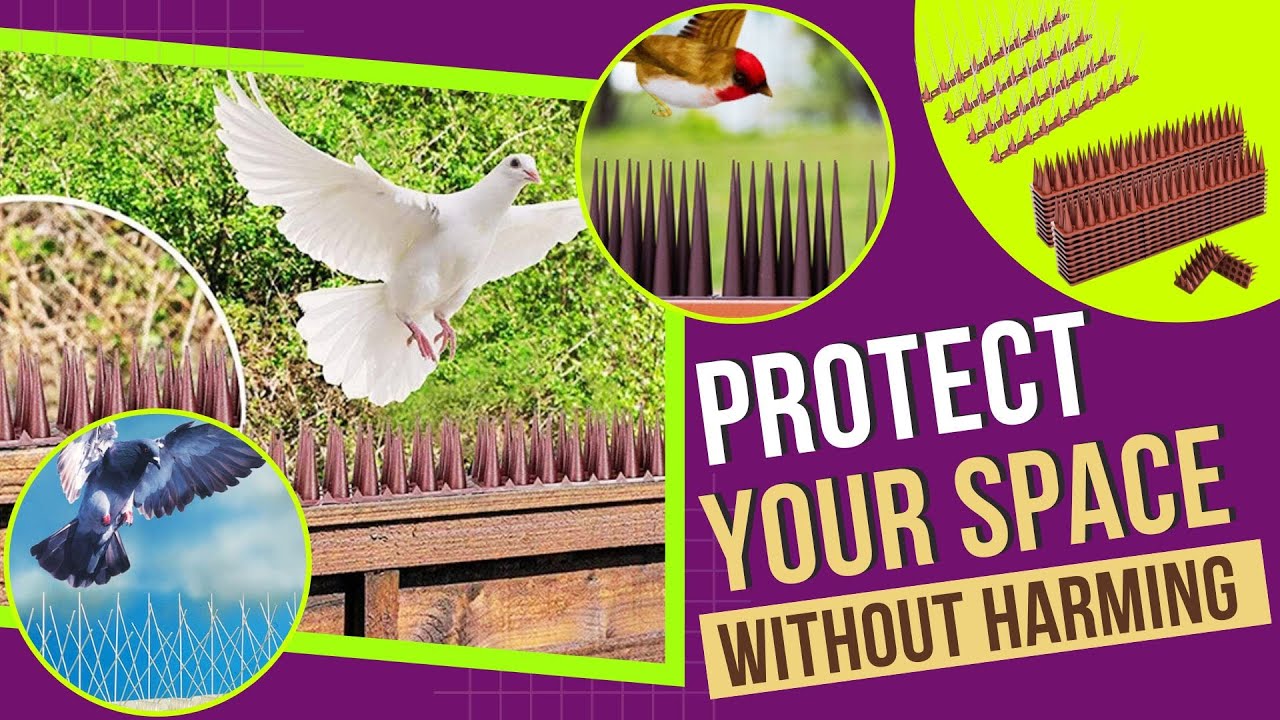 Best Bird Spikes For Small Birds Protecting Your Space Without Harm