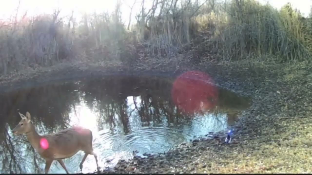 Каракалпакистан Бадай тугай.