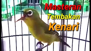 Masteran Pleci Tembakan KENARI