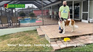 #SaintBernard #Aggression Dog Training of @FortMyersK9 - Best Dog Trainer