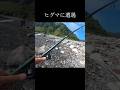 鮭を釣ったらヒグマが来てしまった