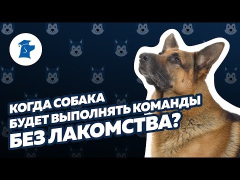 Как научить собаку выполнять команды без лакомства?