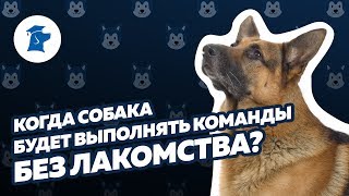 Как научить собаку выполнять команды без лакомства?