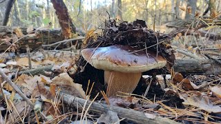 : Collecting Mushrooms in the FOREST at the edge of the Swamp