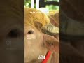 The other Donald Trump: Bangladesh’s albino buffalo