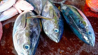 FISH MARKET ACEHNESE 2024 🔪🔥|| BABY TUNA FISH CUTTING FOR STEAK IN FISH MARKET ACEHNESE