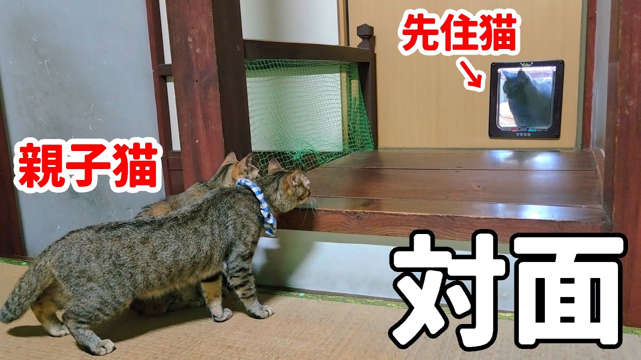 保護した親子猫、ついに！ 意外すぎる先住猫の反応【移住生活151