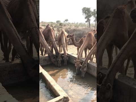 ح ر ي ة ٱل ج م ل ت ح ت ٱلس م اء