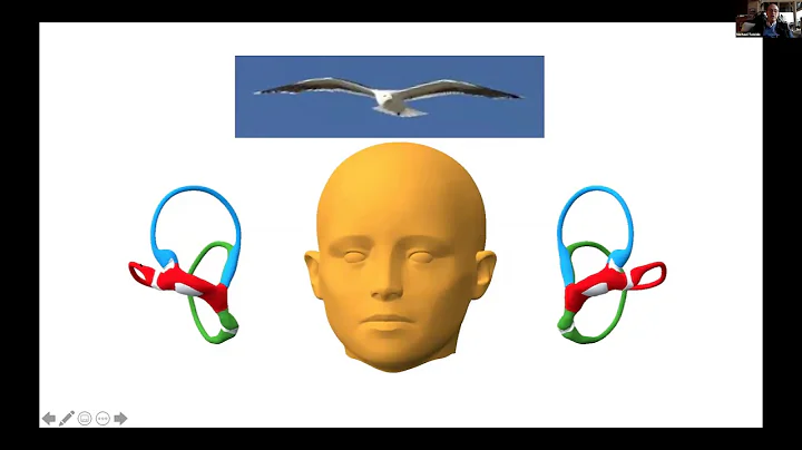 Anatomical Models Of Semicircular Canals. Clinical Implications | Michael Teixido