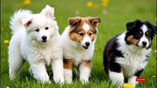 " Fluffy Storm ! Bearded Collie Puppies Go Wild in the Windy Fields !: #happypuppyworld #bearded#usa