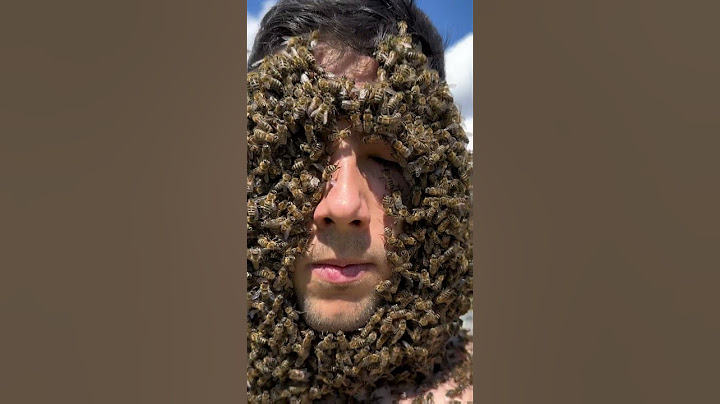 6.000 bees in my head😨