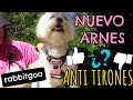 Probando Nuevo Arnes ANTI TIRONES para mi Perro, RABBITGOO I Lorentix