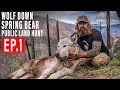 WOLF DOWN! BEAR HUNT 4K | EP 1 | PUBLIC LAND