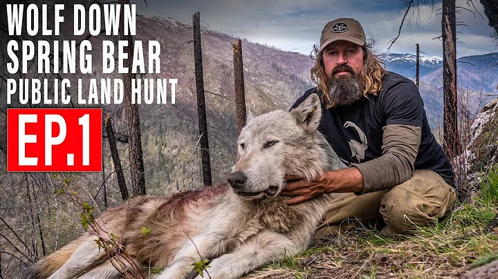 WOLF DOWN! BEAR HUNT 4K | EP 1 | PUBLIC LAND