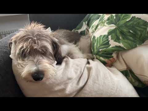 Video: Petit Basset Griffon Vendéen Hondenras Hypoallergeen, Gezondheid En Levensduur