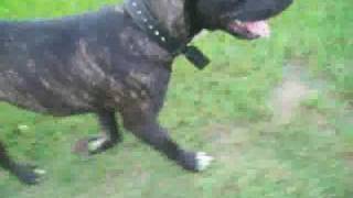American Bandog Mastiff - Kronos Speed Test