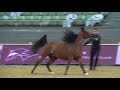 GALLARDO J   Qatar   International Arabian Horse Show   2016