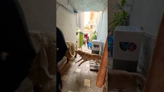 Pitbull attacked on shero 😱😍 #ytshorts #shero #bakraeid #qurbani #funny #viralreels #dog #attack