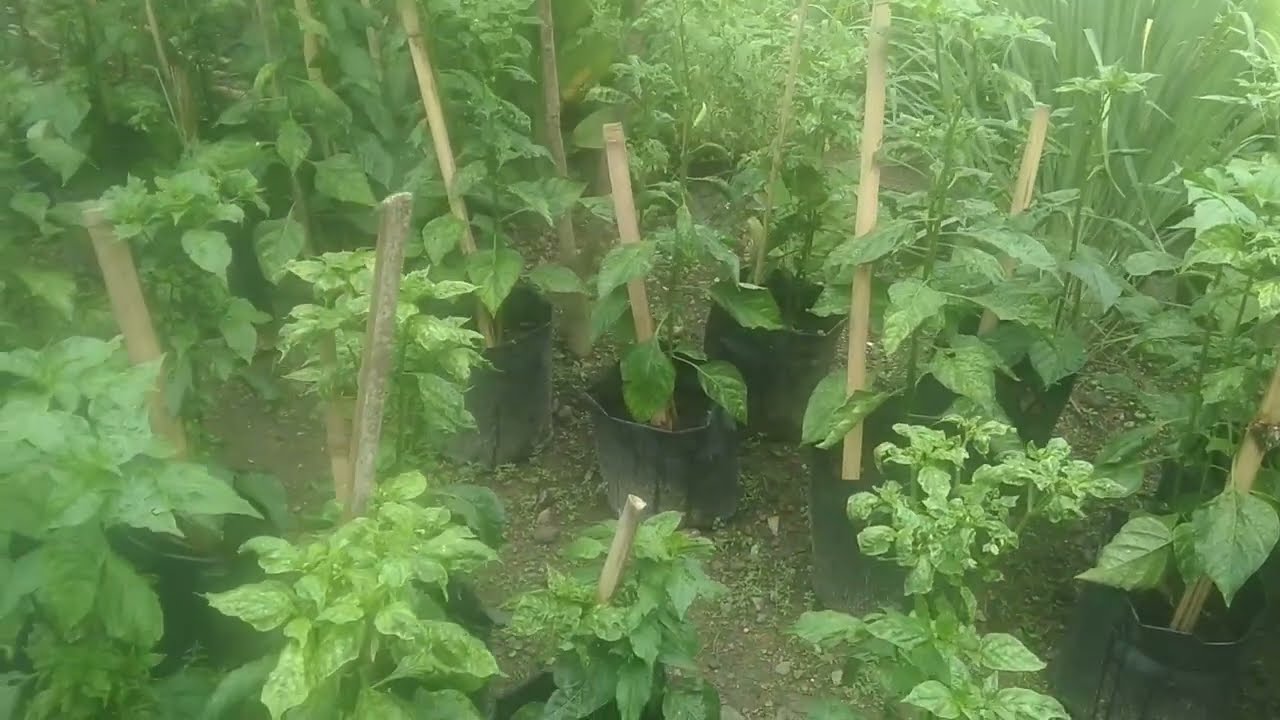 Pemberian Pupuk MKP dan KN03 Pada Cabe Usia 60 HST 