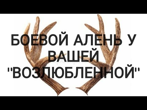 БОЕВОЙ АЛЕНЬ ИДЁТ В АТАКУ!!!!