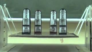Synchronization of four metronomes on a suspension bridge