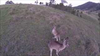 Kangaroo Encounter with a Drone