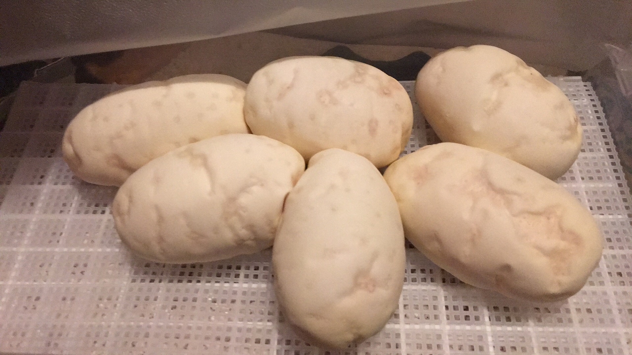 pythons for sale More eggs!